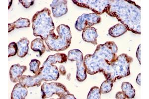 Formalin-fixed, paraffin-embedded human Placenta stained with PAPP-A Mouse Monoclonal Antibody (PAPPA/2715).