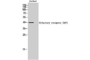 Western Blotting (WB) image for anti-Olfactory Receptor, Family 2, Subfamily AP, Member 1 (OR2AP1) (C-Term) antibody (ABIN3186051) (OR2AP1 anticorps  (C-Term))