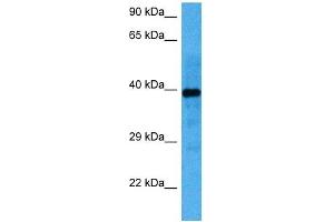 Host:  Mouse  Target Name:  NFIC  Sample Tissue:  Mouse Kidney  Antibody Dilution:  1ug/ml