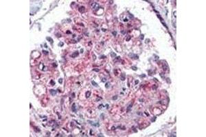 IHC analysis of FFPE human kidney tissue stained with anti-Ubiquitin antibody