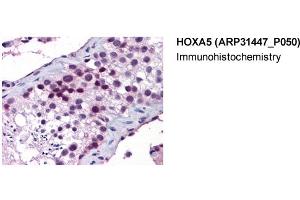 Immunohistochemistry (IHC) image for anti-Homeobox A5 (HOXA5) (Middle Region) antibody (ABIN486837) (HOXA5 anticorps  (Middle Region))