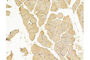ABIN7095079 and ABIN7099135 at 1/100 staining rat muscle tissue by IHC-P. (KRIT1 anticorps)