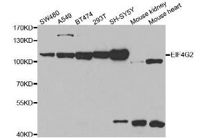 Western blot analysis of extracts of various cell lines, using EIF4G2 antibody. (EIF4G2 anticorps  (AA 750-850))