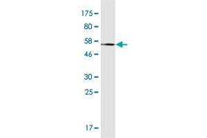 Western Blot detection against Immunogen (54.
