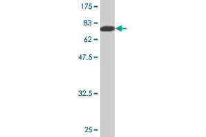 Western Blot detection against Immunogen (81.