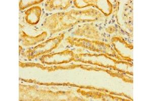 Immunohistochemistry of paraffin-embedded human kidney tissue using ABIN7173039 at dilution of 1:100 (TMEM120B anticorps  (AA 1-101))