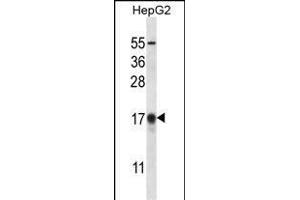 G8b(M1LC3B) Antibody (T29) 12484a western blot analysis in HepG2 cell line lysates (35 μg/lane). (APG8b (AA 9-33), (N-Term) anticorps)