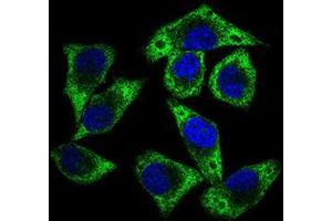 Immunofluorescence analysis of HepG2 cells using GUCY1A3 mouse mAb (green). (GUCY1A1 anticorps  (AA 22-214))