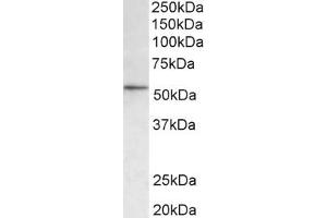 Western Blotting (WB) image for anti-Histone Deacetylase 1 (HDAC1) (AA 385-396) antibody (ABIN1101988) (HDAC1 anticorps  (AA 385-396))