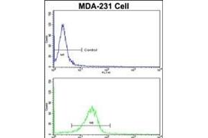 Flow cytometric analysis of MDA-231 cells using DLG Antibody (N-term)(bottom histogram) compared to a negative control cell (top histogram). (DLGAP1 anticorps  (N-Term))