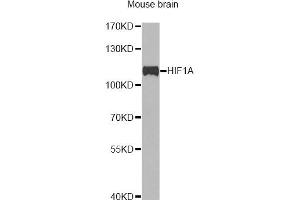 Western blot analysis of extracts of mouse brain, using HIF1A antibody (ABIN2736893) at 1:1000 dilution. (HIF1A anticorps)