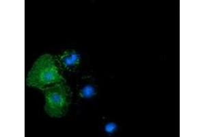 Immunofluorescence (IF) image for anti-Butyrophilin, Subfamily 1, Member A1 (BTN1A1) antibody (ABIN1496987) (BTN1A1 anticorps)