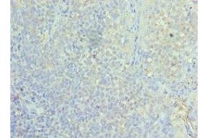 Immunohistochemistry of paraffin-embedded human tonsil tissue using ABIN7155295 at dilution of 1:100 (ASF1A anticorps  (AA 1-204))