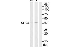 Western blot analysis of extracts from A549 cells and Jurkat cells, using ATF-4 (Ab-219) Antibody. (ATF4 anticorps  (C-Term))