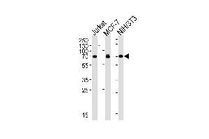 RPS6KB2 Antibody (ABIN659036 and ABIN2838051) western blot analysis in Jurkat, MCF-7, mouse NIH/3T3 cell lysates (35 μg/lane). (RPS6KB2 anticorps)