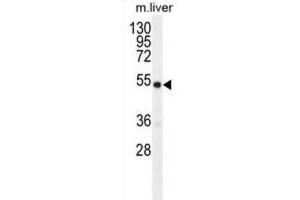Western Blotting (WB) image for anti-Growth Differentiation Factor 6 (GDF6) antibody (ABIN2996308) (GDF6 anticorps)