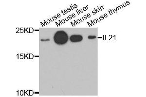 Western blot analysis of extracts of various cell lines, using IL21 antibody. (IL-21 anticorps  (AA 25-162))