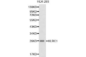 Western blot analysis of HEK-293 cell lysate using KLRC1 antibody. (KLRC1 anticorps  (AA 96-215))