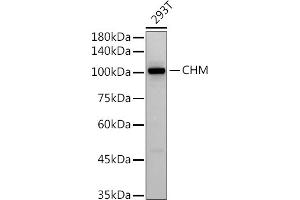 Western blot analysis of extracts of 293T cells, using (ABIN7266354) at 1:500 dilution. (CHM anticorps)