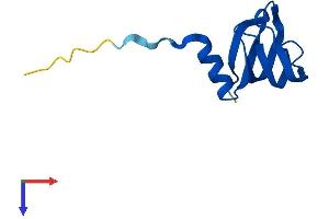 AlphaFold protein structure predicition of Mouse Recombinant Snrpe Protein, UniprotID P62305