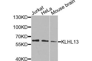 Western blot analysis of extracts of various cells, using KLHL13 antibody. (KLHL13 anticorps)