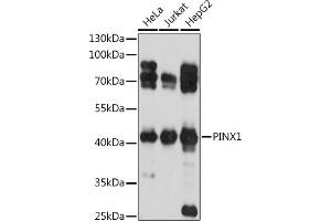 Western blot analysis of extracts of various cell lines, using PINX1 antibody (ABIN7269377) at 1:1000 dilution. (PINX1 anticorps  (AA 127-328))