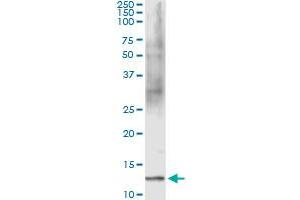 Immunoprecipitation of FABP1 transfected lysate using anti-FABP1 monoclonal antibody and Protein A Magnetic Bead , and immunoblotted with FABP1 MaxPab rabbit polyclonal antibody.