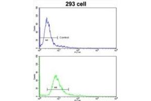 Flow Cytometry (FACS) image for anti-Homeobox A5 (HOXA5) antibody (ABIN3002754)