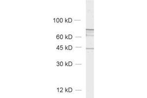 Western Blotting (WB) image for anti-ELK3, ETS-Domain Protein (SRF Accessory Protein 2) (ELK3) (AA 189-204) antibody (ABIN1742519) (ELK3 anticorps  (AA 189-204))