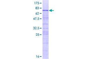 Image no. 1 for Brix Domain Containing 5 (RPF1) (AA 1-349) protein (GST tag) (ABIN1347002)