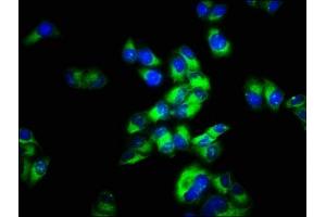 Immunofluorescence staining of Hela cells with ABIN7159205 at 1:66, counter-stained with DAPI. (MCHR2 anticorps  (AA 1-39))