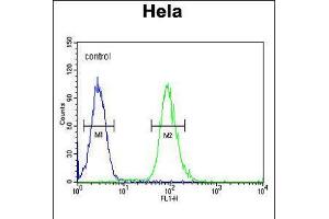 Flow cytometric analysis of Hela cells (right histogram) compared to a negative control cell (left histogram). (Claudin 7 anticorps  (C-Term))