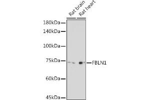 Western blot analysis of extracts of various cell lines, using FBLN1 Rabbit pAb (ABIN7267200) at 1:2000 dilution.