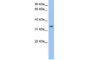 WB Suggested Anti-LACTB Antibody Titration: 0. (LACTB anticorps  (Middle Region))