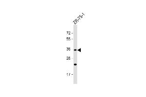 Anti-OR2L8 Antibody (C-term) at 1:1000 dilution + ZR-75-1 whole cell lysate Lysates/proteins at 20 μg per lane. (OR2L8 anticorps  (C-Term))