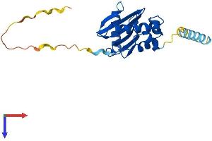 AlphaFold protein structure predicition of Mouse Recombinant Copz2 Protein, UniprotID Q9JHH9