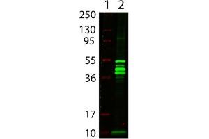 Image no. 1 for anti-MBP Tag antibody (ABIN401023) (MBP Tag anticorps)