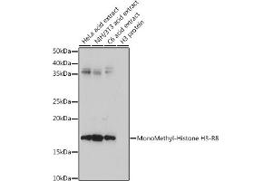 Western blot analysis of extracts of various cell lines, using MonoMethyl-Histone H3-R8 antibody (ABIN3017482, ABIN3017483, ABIN3017484 and ABIN6220107) at 1:500 dilution.