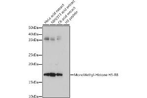 Western blot analysis of extracts of various cell lines, using MonoMethyl-Histone H3-R8 antibody (ABIN3017482, ABIN3017483, ABIN3017484 and ABIN6220107) at 1:500 dilution. (Histone 3 anticorps  (H3R8me))