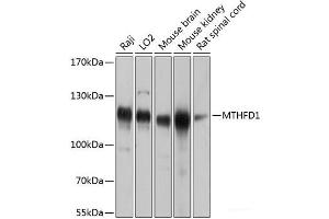 Western blot analysis of extracts of various cell lines using MTHFD1 Polyclonal Antibody at dilution of 1:1000. (MTHFD1 anticorps)