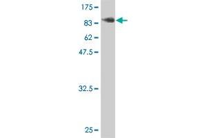 Western Blot detection against Immunogen (101.