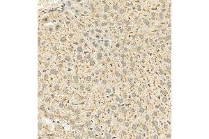 Immunohistochemistry analysis of paraffin embedded mouse liver using Cathepsin-Z (ABIN7073350) at dilution of 1: 600