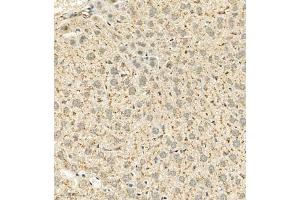 Immunohistochemistry analysis of paraffin embedded mouse liver using Cathepsin-Z (ABIN7073350) at dilution of 1: 600 (Cathepsin Z anticorps)
