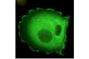 Immunofluorescence microscopy using  Monoclonal anti-HEF1 antibody (clone 2G9) shows detection of HEF1 localized at focal adhesion sites.