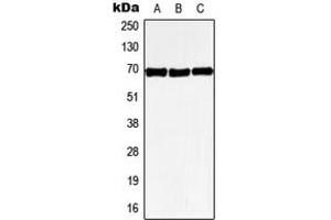 Western blot analysis of GPR50 expression in HeLa (A), SP2/0 (B), PC12 (C) whole cell lysates.