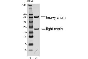 SDS-PAGE analysis of purified D6 monoclonal antibody.