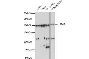 Western blot analysis of extracts of various cell lines, using USP47 Rabbit pAb (ABIN7271166) at 1:1000 dilution. (USP47 anticorps  (AA 1128-1287))