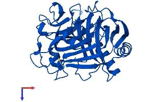 AlphaFold protein structure predicition of Human Recombinant C11orf54 Protein, UniprotID Q9H0W9