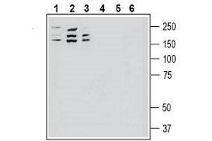 Western blot analysis of human SH-SY5Y neuroblastoma cell line lysate (lanes 1 and 4), human MDA-MB-231 breast adenocarcinoma cell line lysate (lanes 2 and 5) and human THP-1 monocytic leukemia cell line lysate (lanes 3 and 6): - 1-3.