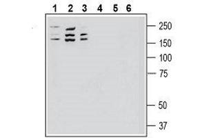 Western blot analysis of human SH-SY5Y neuroblastoma cell line lysate (lanes 1 and 4), human MDA-MB-231 breast adenocarcinoma cell line lysate (lanes 2 and 5) and human THP-1 monocytic leukemia cell line lysate (lanes 3 and 6): - 1-3. (ROBO1 anticorps  (Extracellular, N-Term))